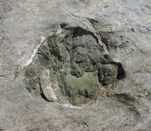 09. Ciottoli di metabasiti (antichi magmi solidificati sull'originario fondo oceanico) inglobati nei sedimenti marini e ricristallizzati.