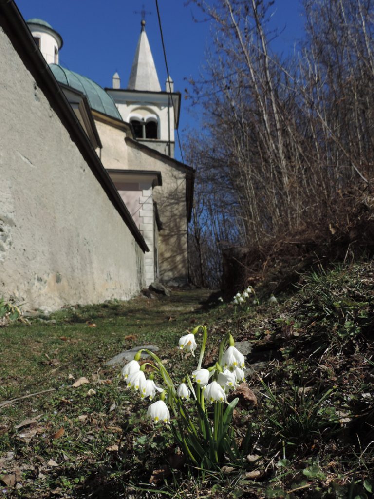 Leucojum vernum