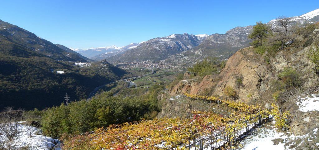 Vigna imbiancata