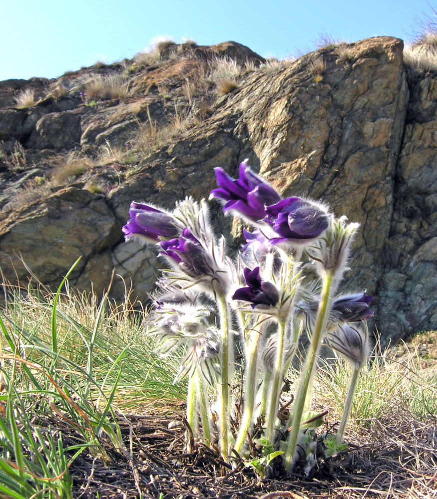 Anemoni al Belvedere Alto