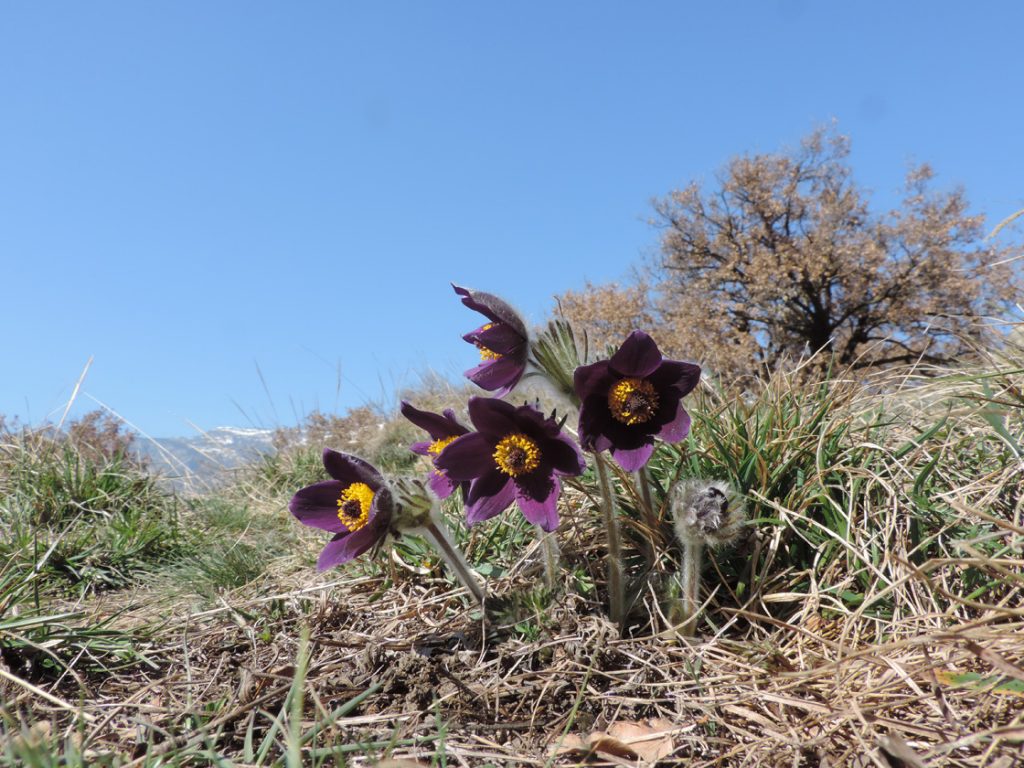 Anemone viola
